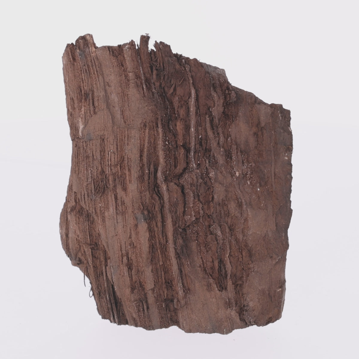 Load video: Feenholz mit natürlicher Kristallbildung | Versteinertes Holz aus Zwenkau | 575 g (#1464)