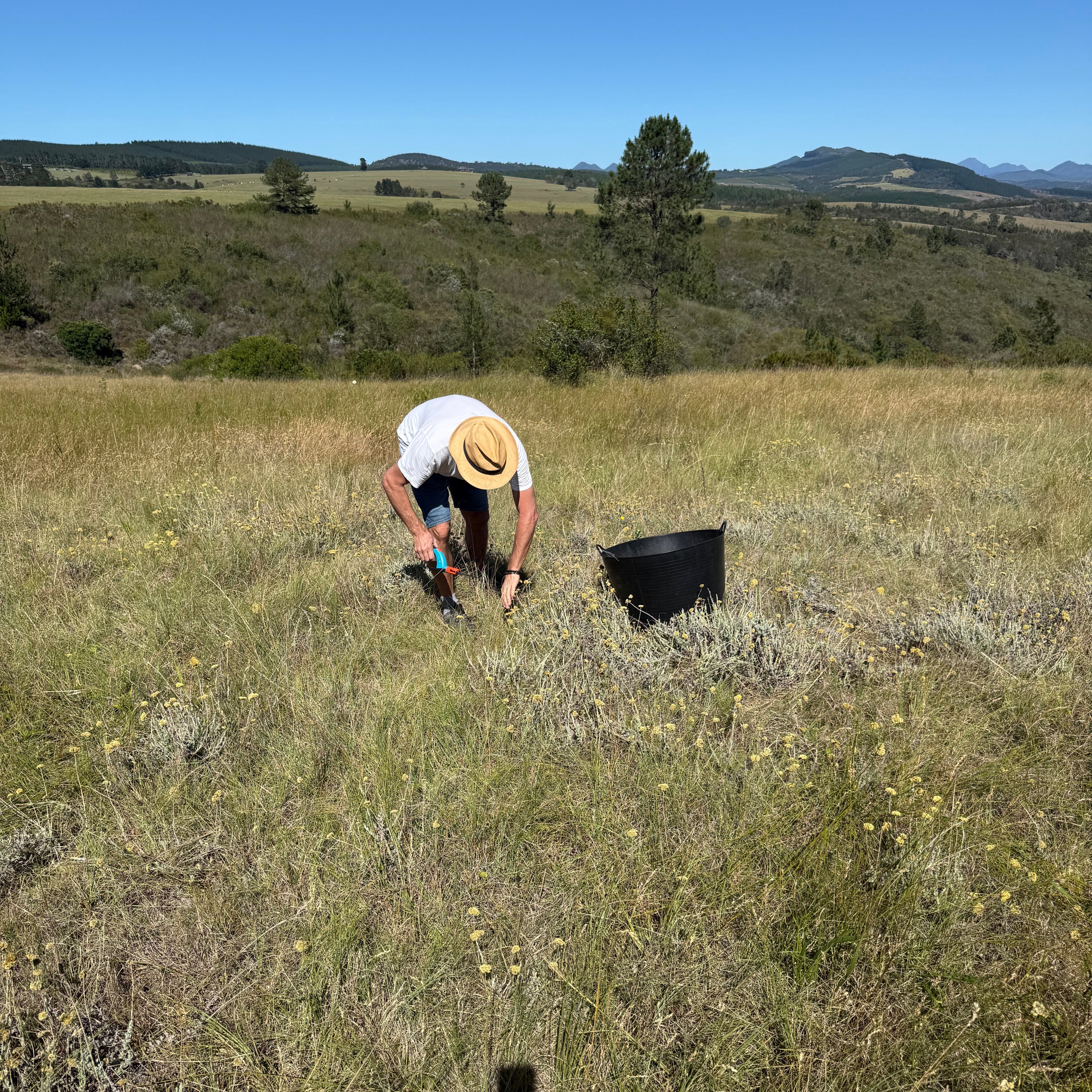 Smudge Stick - Helichrysum Impepho