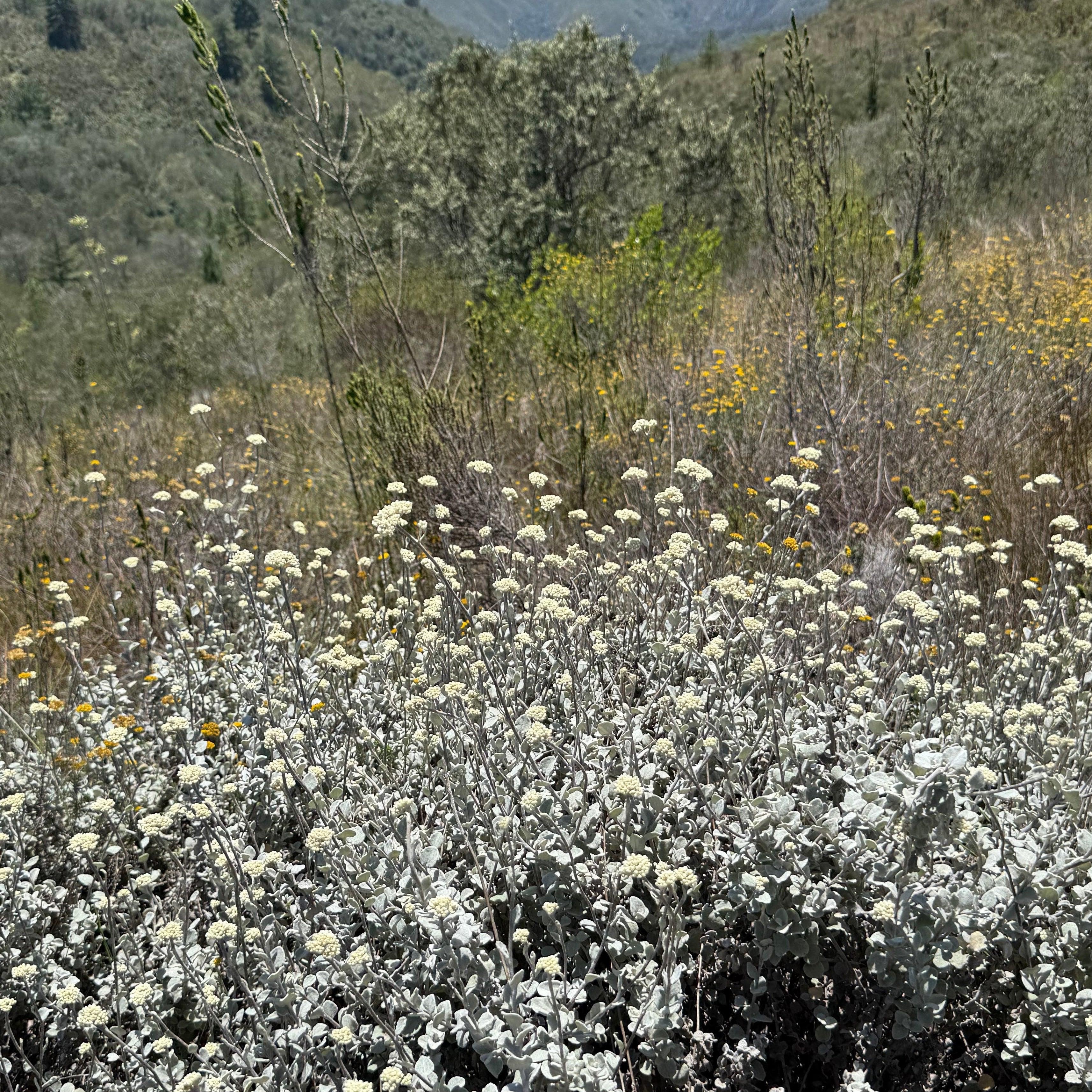 Räucherbündel - Helichrysum Impepho